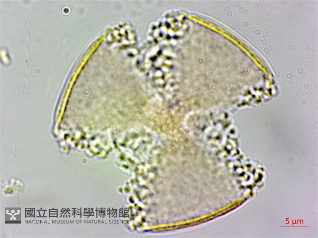 蔓烏頭藏品圖，第3張