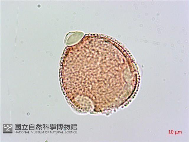 登錄號:S093897藏品圖，第2張