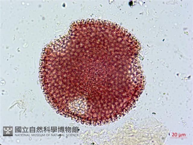 單花牻牛兒苗藏品圖，第2張