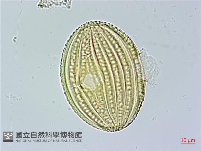 長穗馬藍藏品圖，第3張