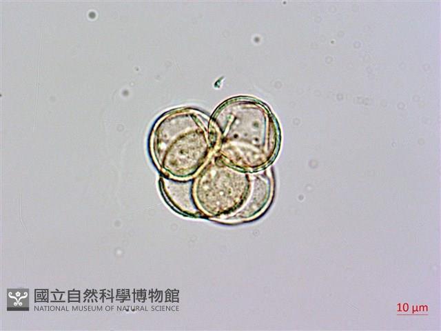 砲彈樹藏品圖，第2張