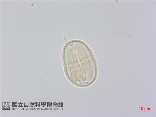 柺芹藏品圖，第2張