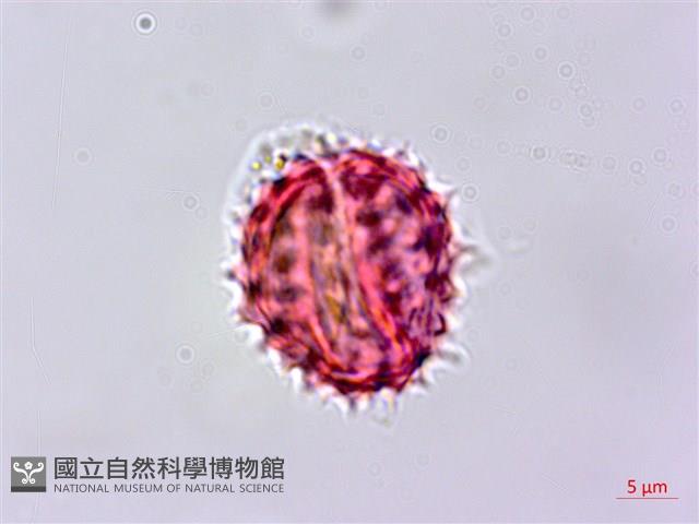 玉山飛蓬藏品圖，第3張