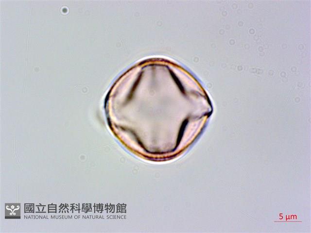 高梁泡藏品圖，第2張