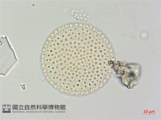 登錄號:S109577藏品圖，第2張