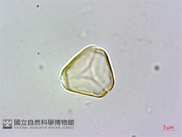 大花赤楠藏品圖，第2張