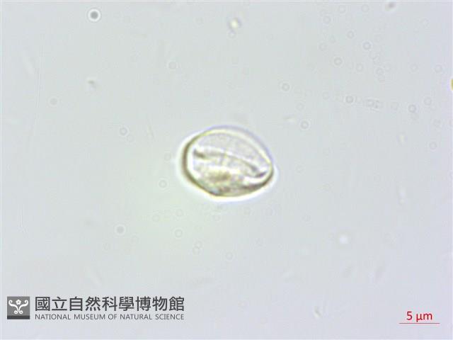 東北苧麻藏品圖，第2張