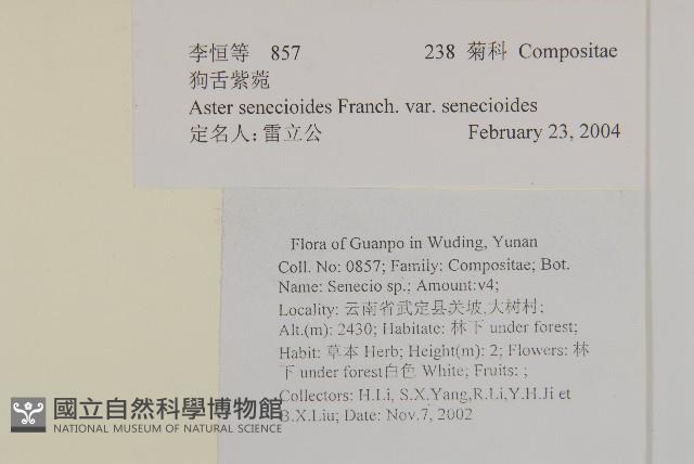 狗舌紫菀藏品圖，第2張