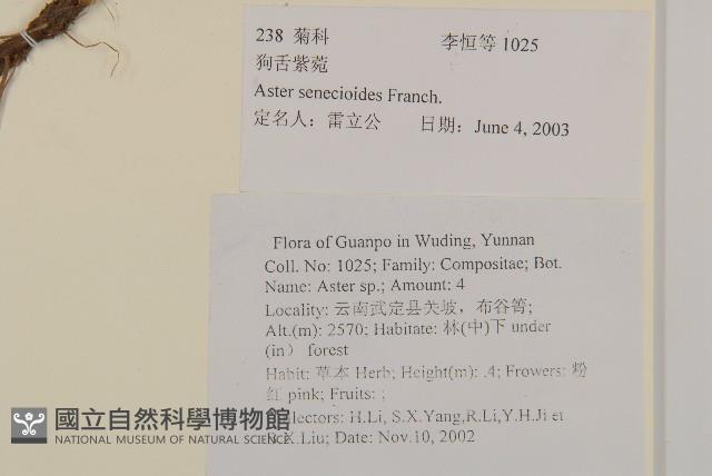 狗舌紫菀藏品圖，第2張