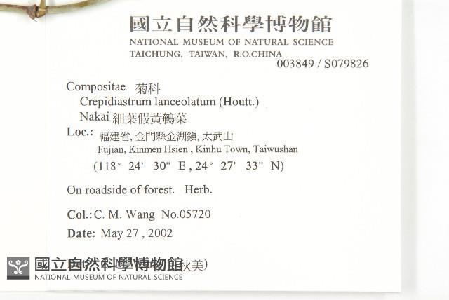 臺灣假黃鵪菜藏品圖，第2張