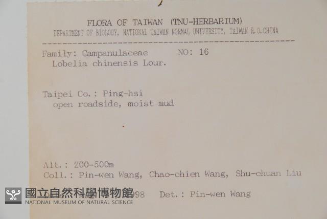 半邊蓮、鐮磨仔草藏品圖，第2張