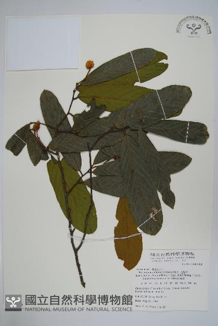 瓜馥木藏品圖，第1張