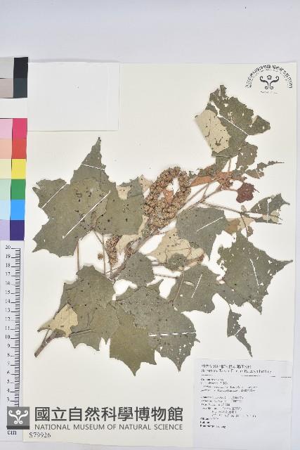 台灣白匏子藏品圖，第1張