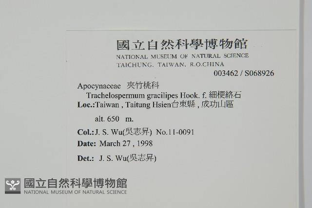 細梗絡石藏品圖，第2張