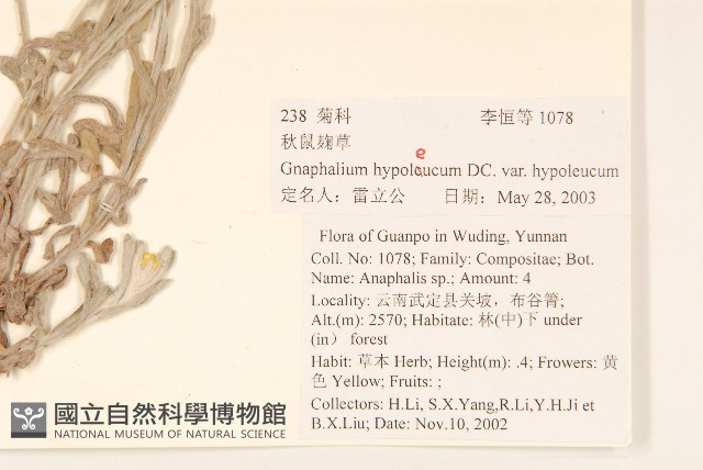 秋鼠麴草藏品圖，第2張