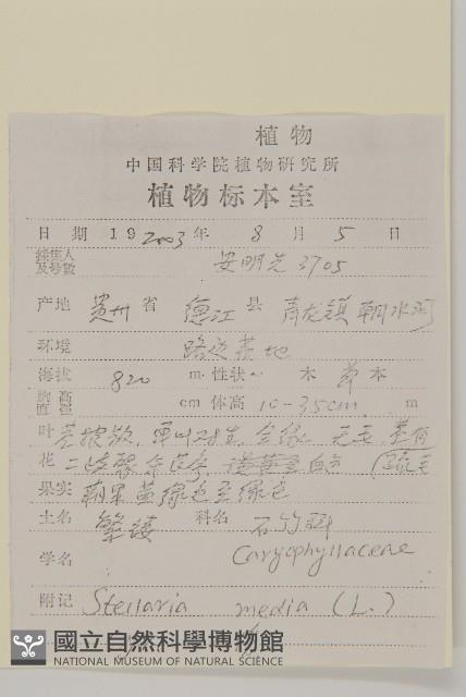 繁縷藏品圖，第2張