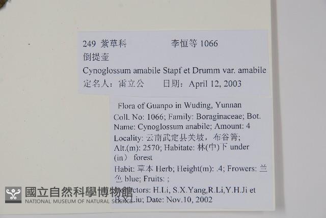 中國勿忘草藏品圖，第2張