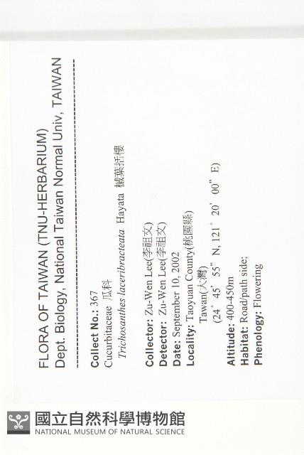 槭葉括摟藏品圖，第2張