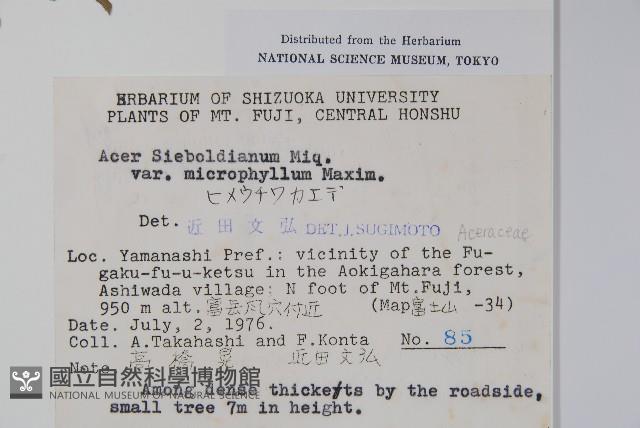 小葉塞波德槭藏品圖，第2張