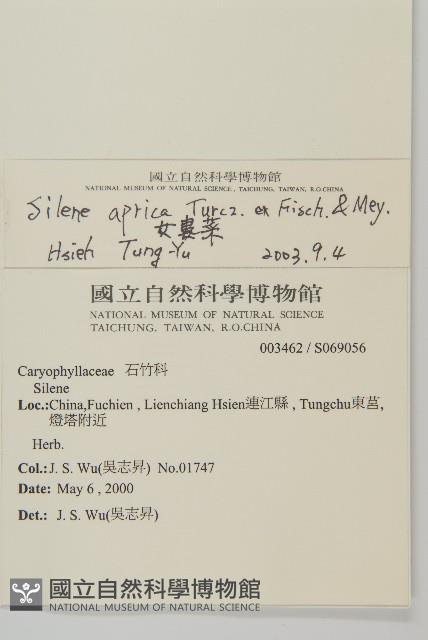 女婁菜藏品圖，第2張