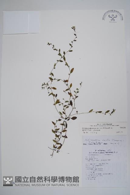 細纍子草藏品圖，第1張