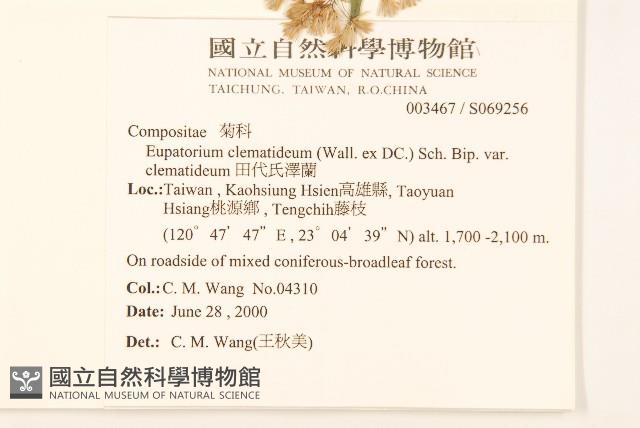 田代氏澤蘭藏品圖，第2張