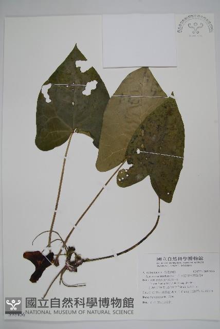 大花細辛、馬蹄香藏品圖，第1張