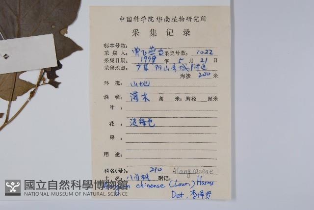 八角楓藏品圖，第2張