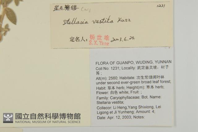 疏花繁縷藏品圖，第2張