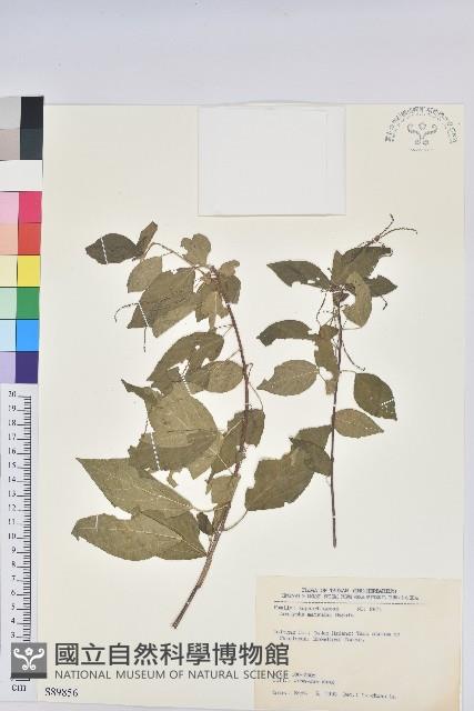 恆春鐵莧藏品圖，第1張