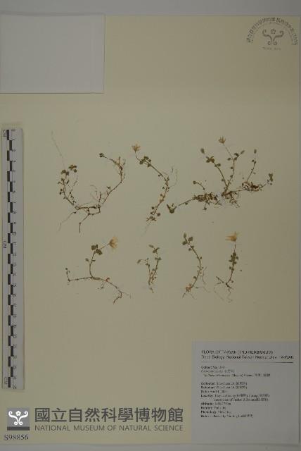 阿里山繁縷藏品圖，第1張