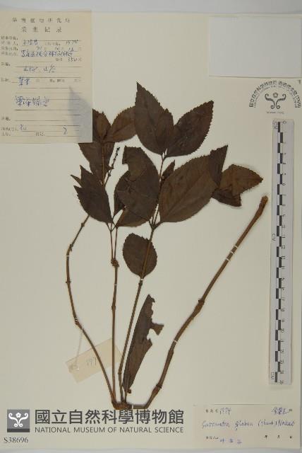 草珊瑚、紅果金粟蘭藏品圖，第1張