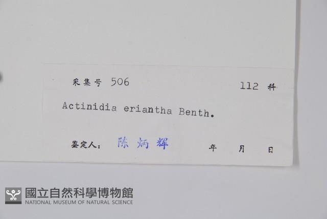 毛花楊桃藏品圖，第2張