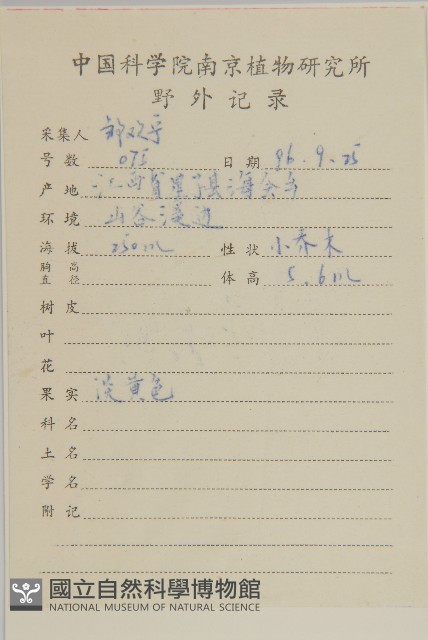 厚葉衛矛, 源一木藏品圖，第2張