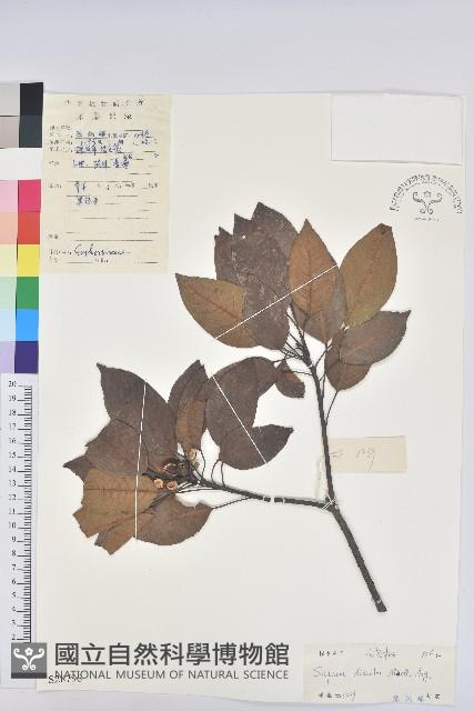 白臼藏品圖，第1張