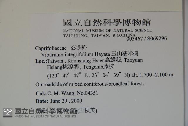 玉山糯米樹、狹葉糯米樹藏品圖，第2張