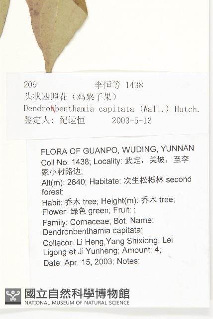 頭狀四照花藏品圖，第2張