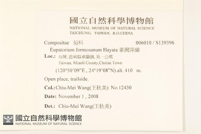 臺灣澤蘭藏品圖，第2張