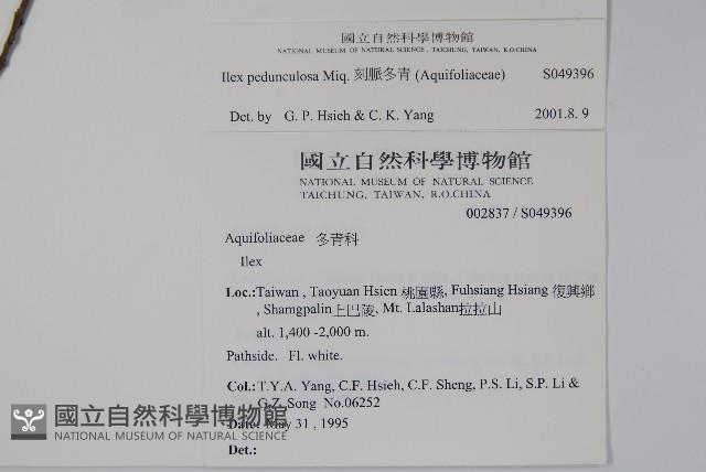 刻脈冬青藏品圖，第2張