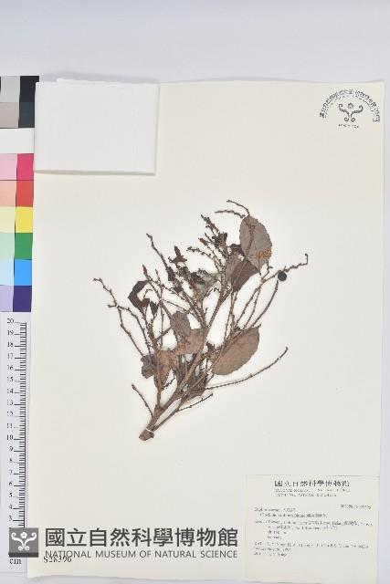 細葉饅頭果藏品圖，第1張