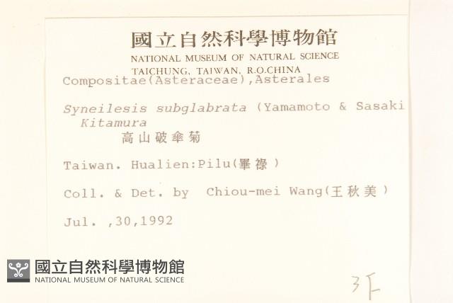 高山破傘菊藏品圖，第2張