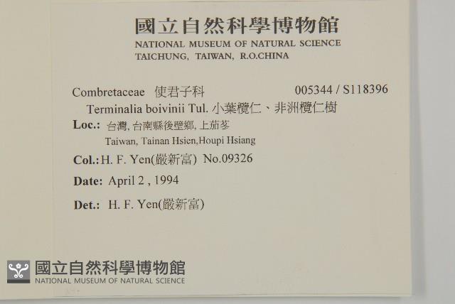 小葉欖仁、非洲欖仁樹藏品圖，第2張