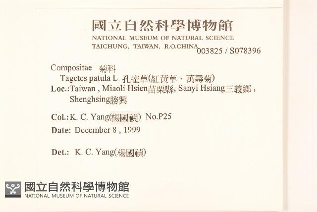 孔雀草、紅黃草、萬壽菊藏品圖，第2張