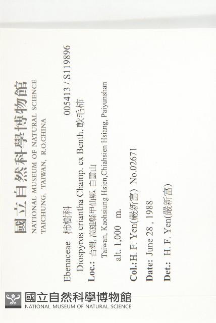 軟毛柿藏品圖，第2張