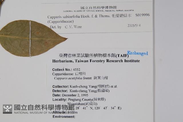 毛瓣蝴蝶木藏品圖，第2張