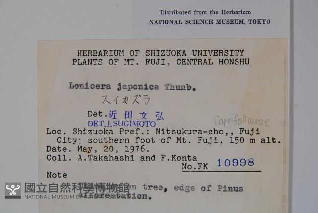 忍冬、金銀花藏品圖，第2張