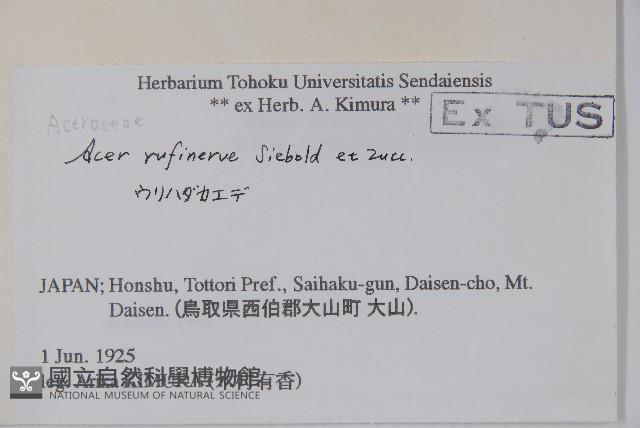 褐脈槭藏品圖，第2張