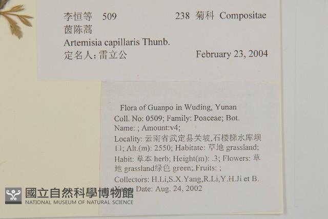 茵蔯蒿藏品圖，第2張