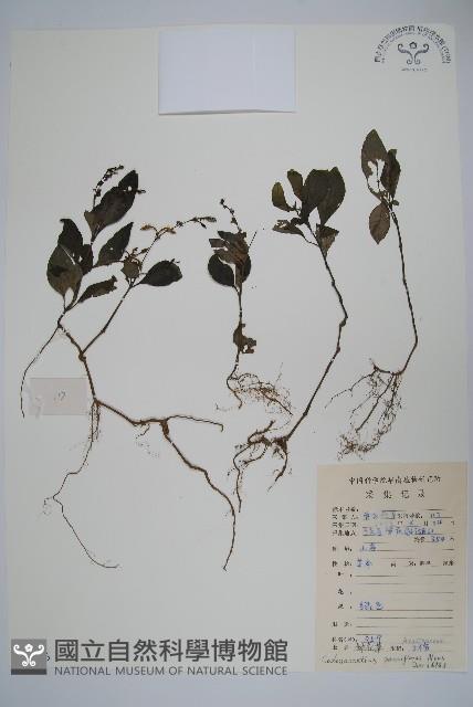 針刺草藏品圖，第1張