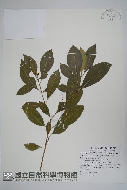 南洋馬蹄花藏品圖，第1張